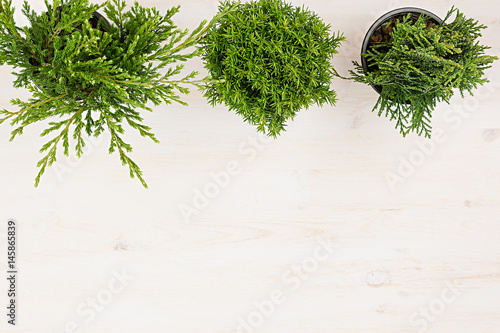 Green young plants in pots on beige wood table background with copy space top view.