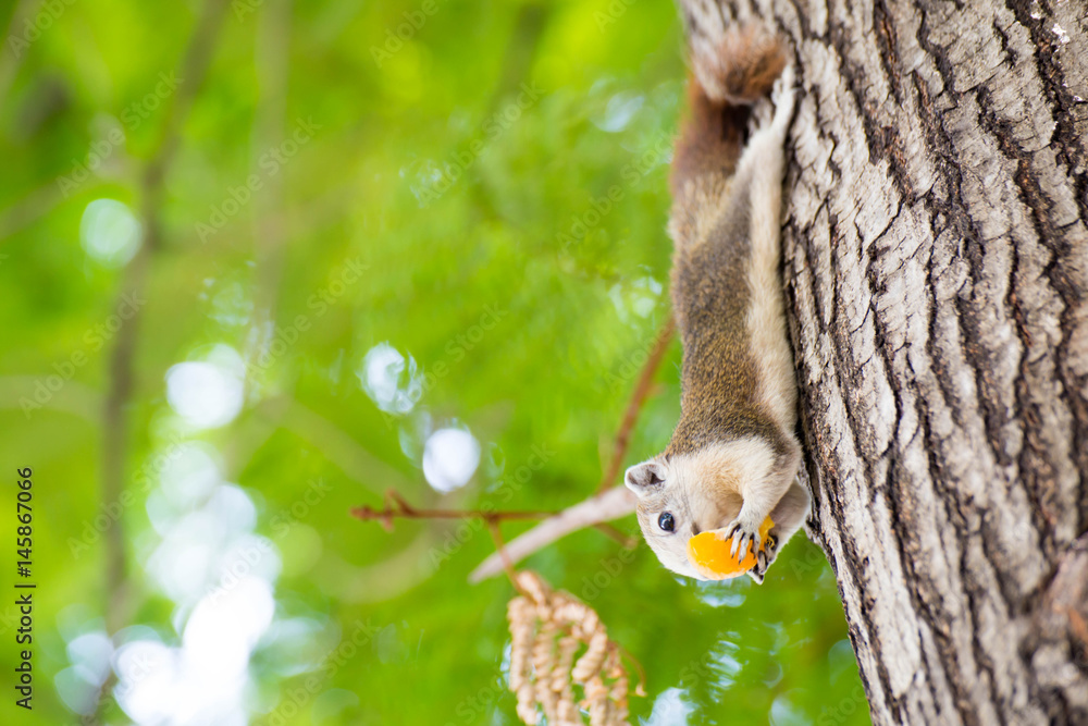 Fototapeta premium Squirrel