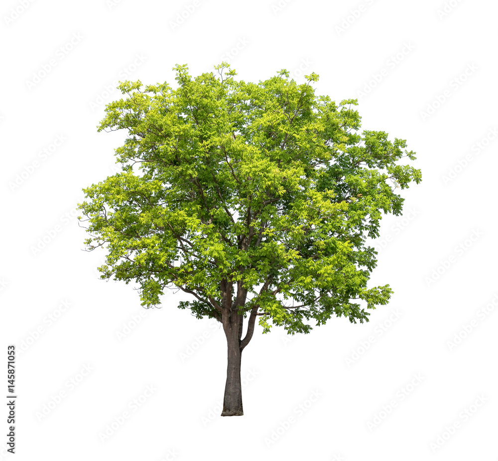 Obraz premium Isolated tree with green leaf on white background