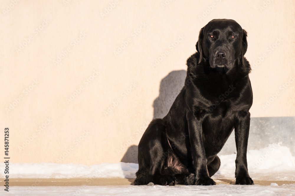 Black Labrador Retriever, watchdog sitting in front of house