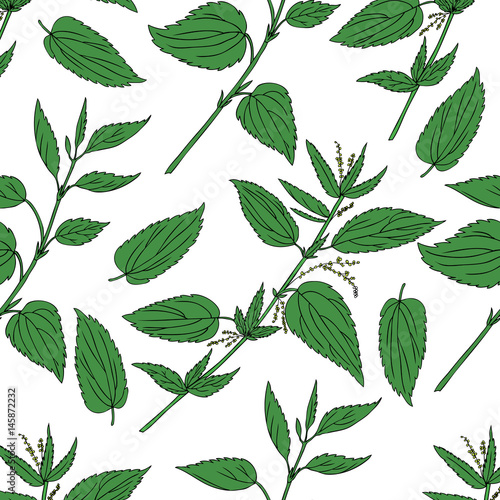 Seamless floral pattern, Nettle wild field flower isolated on white background, hand drawn sketch vector doodle, colorful illustration Urtica dioica for design package tea, cosmetic, natural medicine