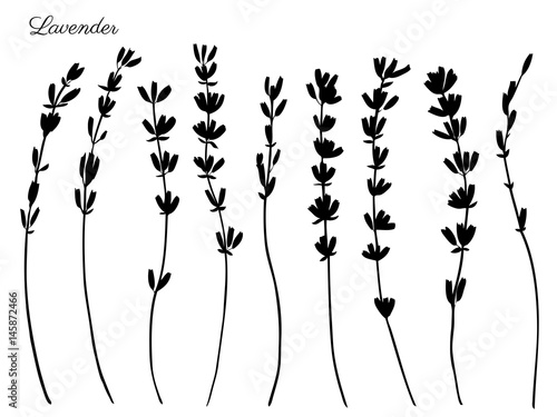 Lavender flowers hand drawn doodle vector black silhouette isolated on white, herbal vintage graphic collection, design for package tea, natural organic product, medicine, cosmetics, greeting cards