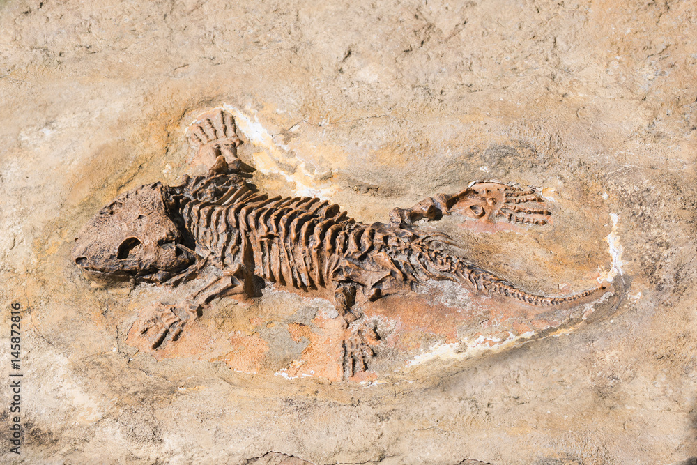 Fototapeta premium Skamieniałość prehistorycznego szkieletu jaszczurki na skale