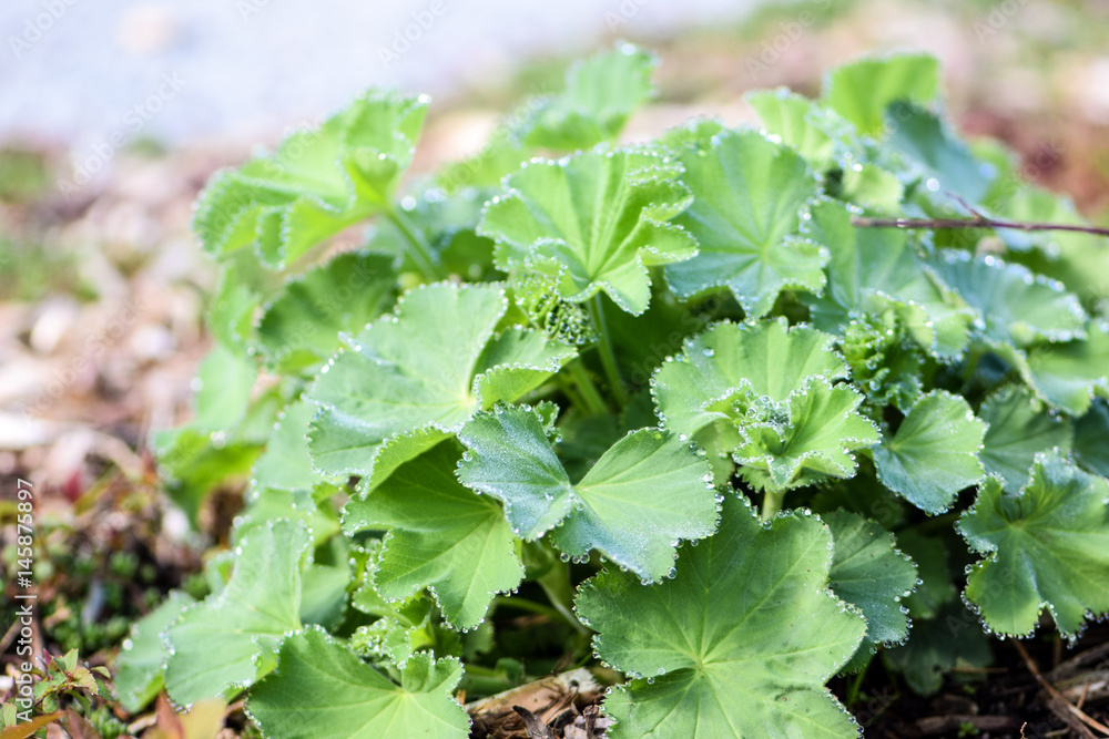 green leafy bush plant with dew drops from morning mist