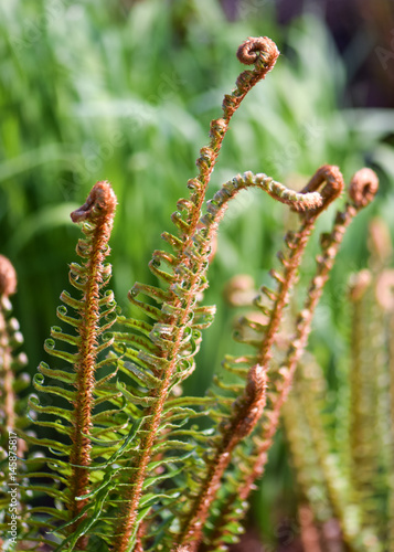 Wallpaper Mural young ferns unraveling in a spring garden bed Torontodigital.ca