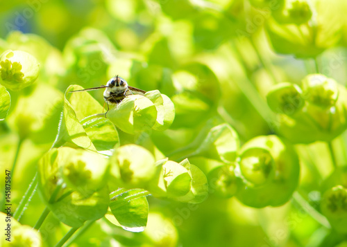 Wallpaper Mural winged insect sitting on a small green bell bloom Torontodigital.ca