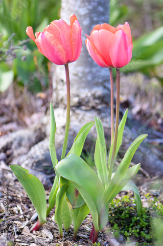 Wallpaper Mural pink blooming tulips in spring Torontodigital.ca