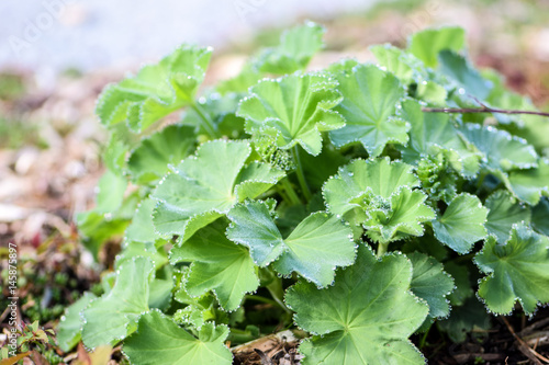 Wallpaper Mural green leafy bush plant with dew drops from morning mist Torontodigital.ca