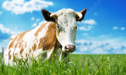 Funny cow on a green meadow © ZaZa studio
