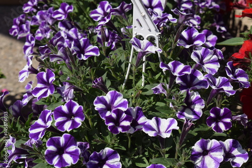 Colorful petunia flowers