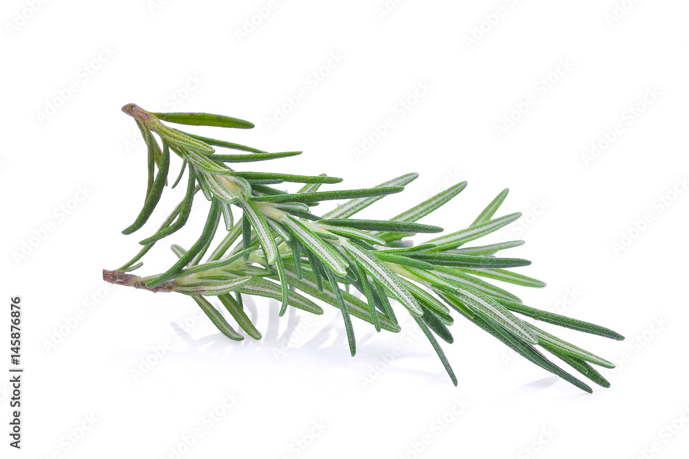 Fototapeta premium rosemary isolated on white bacground