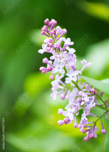  flowers in spring