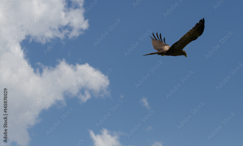 Fototapeta premium Eagle against sky