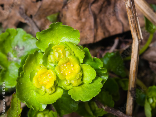 Blooming Golden Saxifrage Chrysosplenium alternifolium with soft edges, selective focus, shallow DOF