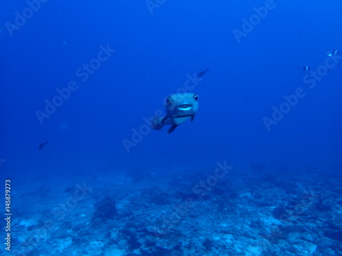 インド洋を泳ぐフグの正面