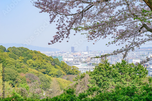 桜越しの静岡市清水区方面の風景（谷津山）