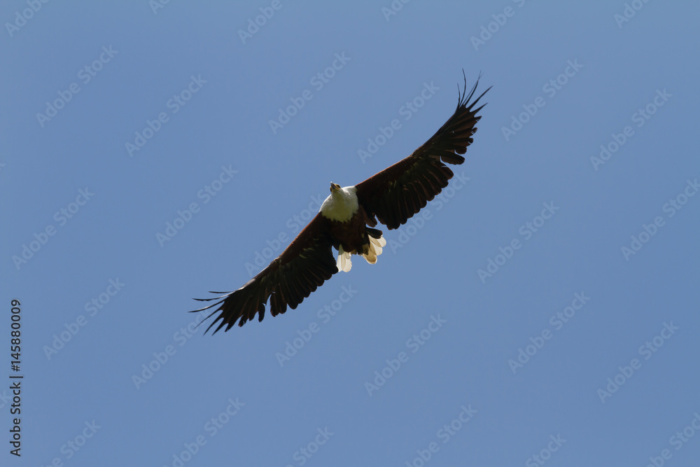 Fish Eagle in flight - Drakensberg South Africa Fish Eagle in flight - Drakensberg South Africa