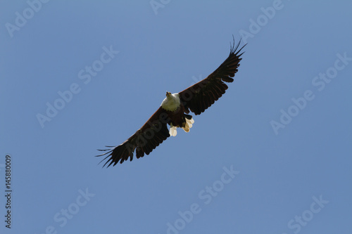 Fish Eagle in flight - Drakensberg South Africa