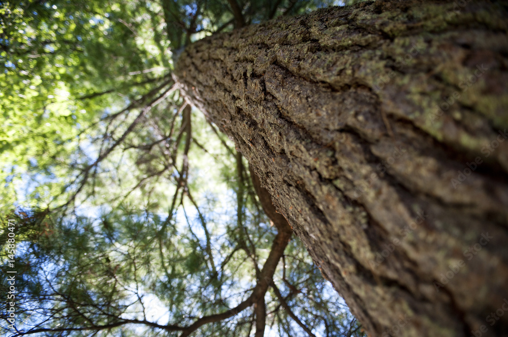 White Pine Bokeh