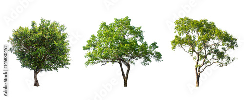 collections green tree isolated. green tree  isolated on white background.