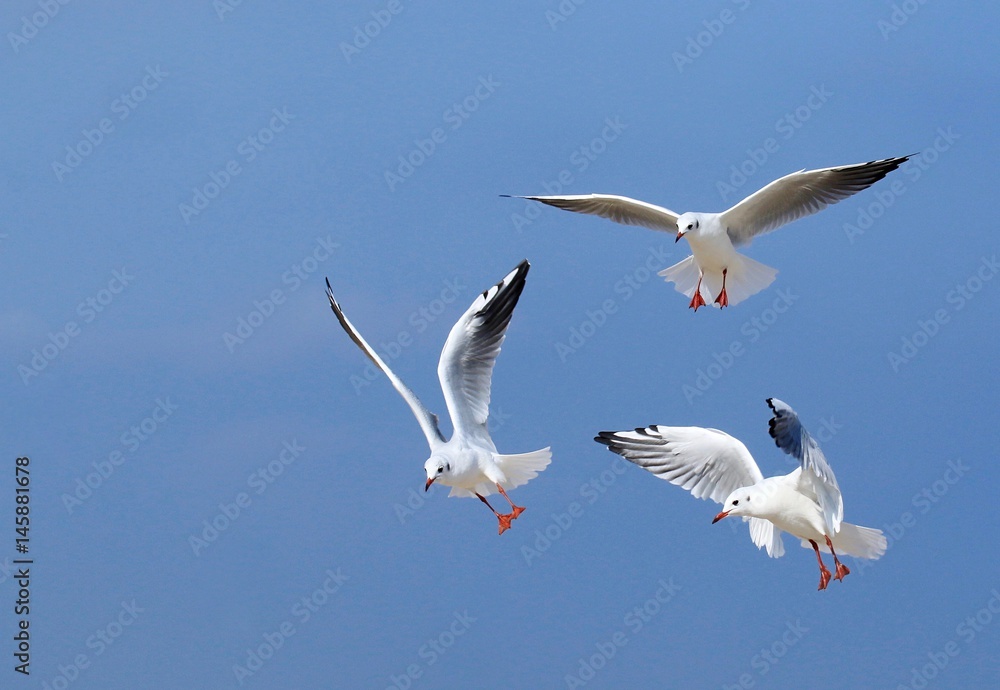 Obraz premium Drei Fliegende Möwen am blauen Himmel