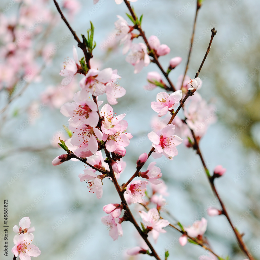 Spring peach blossom in garden