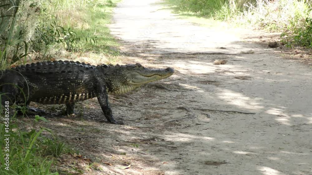large alligator walking on a trail