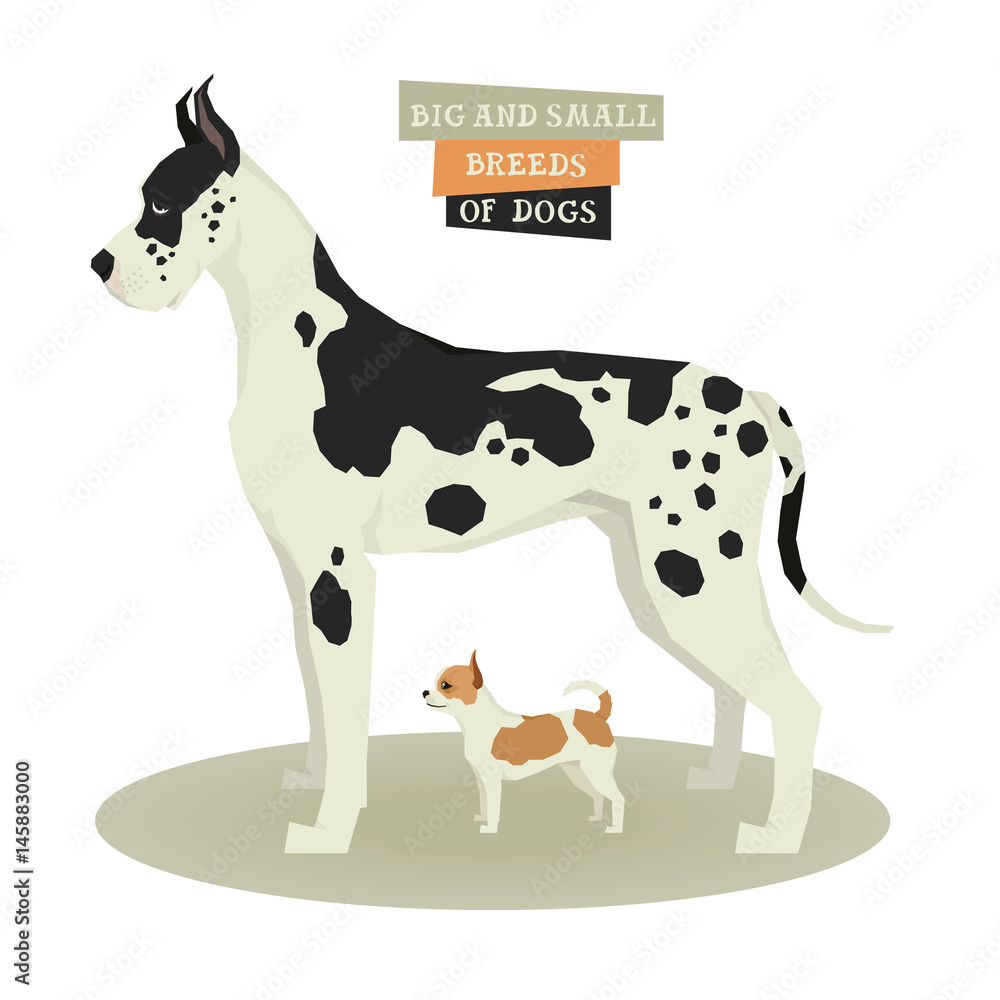 Dog collection Great Dane Сhihuahua Big and Small Breeds of Dogs Dog collection Great Dane Сhihuahua Big and Small Breeds of Dogs