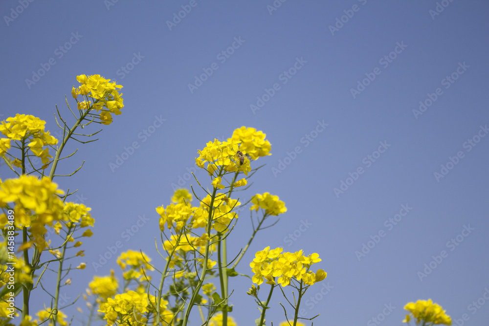 Yellow flowers and sky Yellow flowers and sky