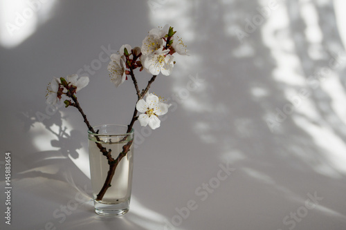 Twig in bloom in a glass vase.Morning sunlight. White background