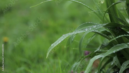 Rain falls on leaves 