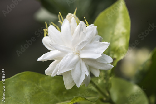 jasmine