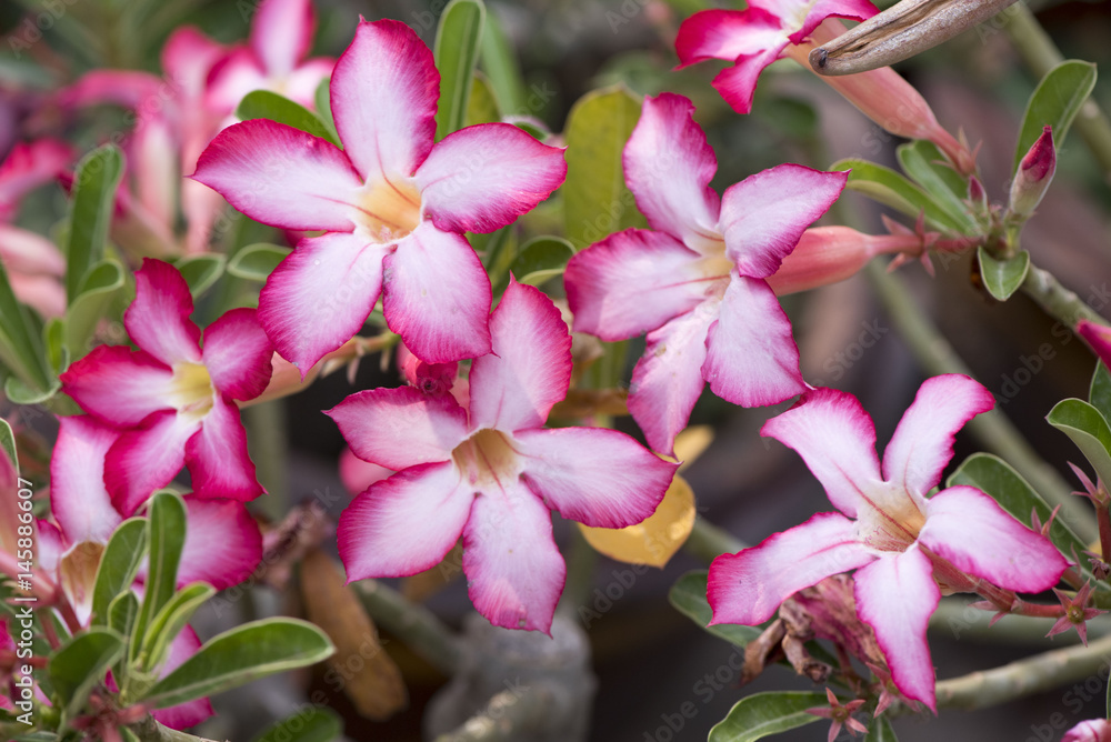 Adenium Adenium