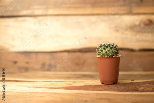 Cactus