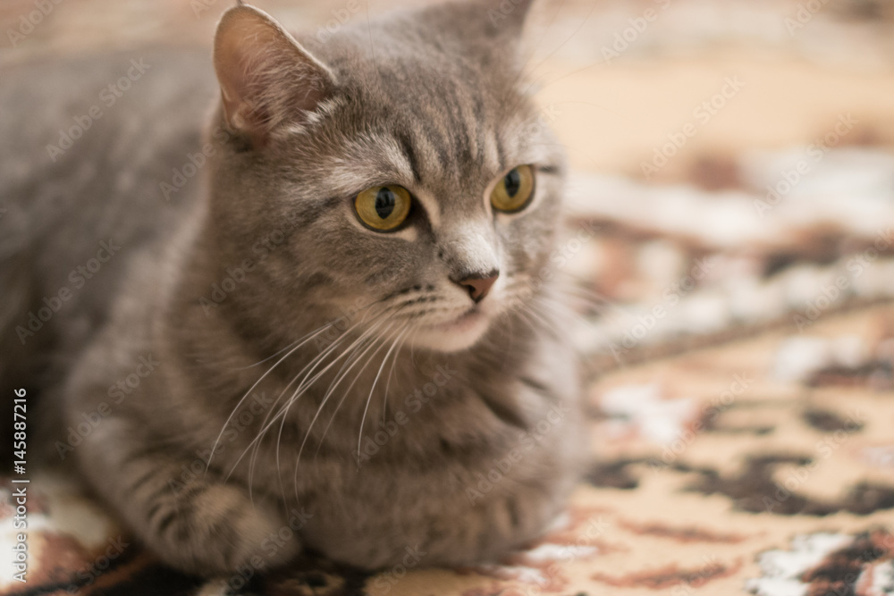 Naklejka premium Scottish strite cat