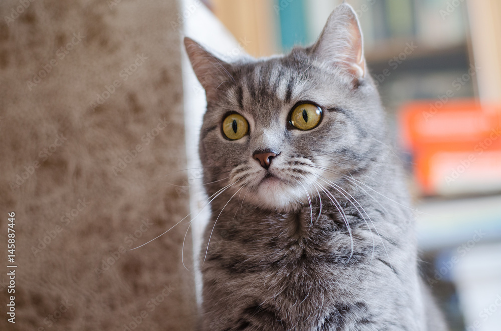 Fototapeta premium Scottish strite cat 