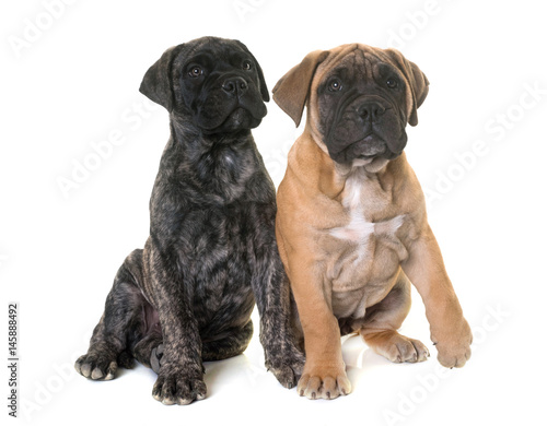 puppy bull mastiff