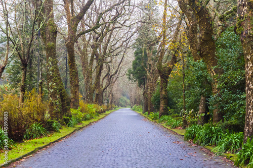 Scenic road on island Sao Miguel, the Azores, Portugal