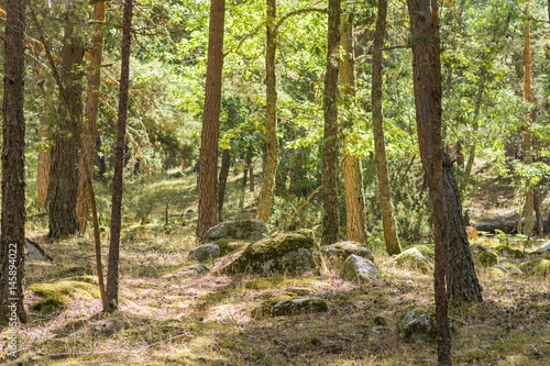 Forest in spring