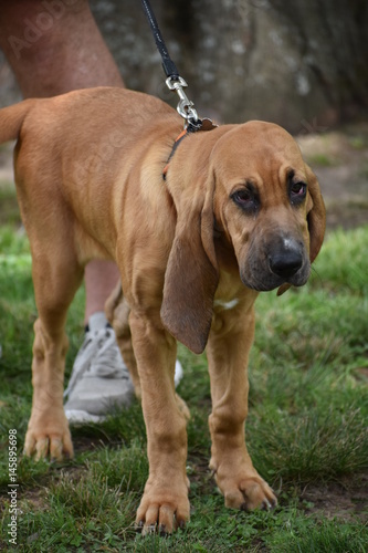 Bloodhound