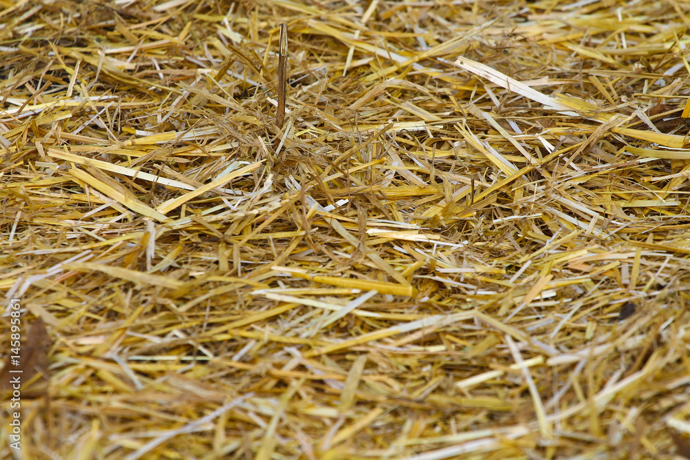 Dry yellow straw grass background texture after havest Dry yellow straw grass background texture after havest