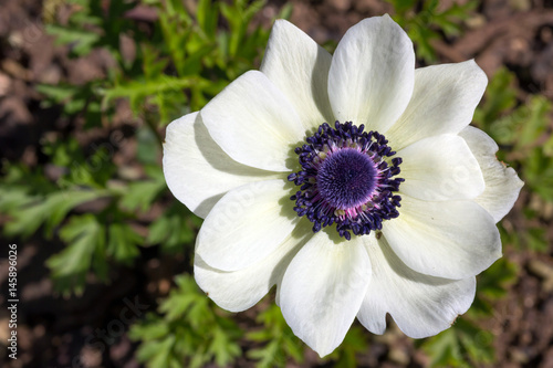 Anemone coronaria ou anémone couronnée violet