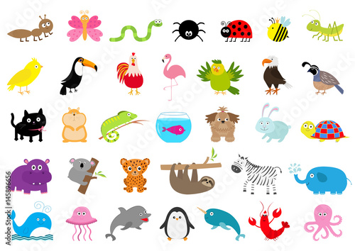 Zoo pet wild animal set. Cute character. Ant, butterfly, spider, ladybug, bee, jaguar, toucan, dog, hippopotamus, elephant, sloth, koala, flamingo, cat, fish, zebra. Flat design. White background.