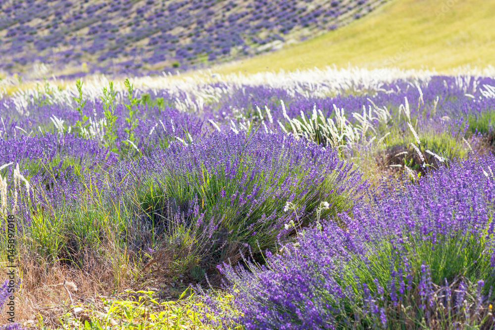 Fototapeta premium Lavender fields near Valensole in Provence, France.