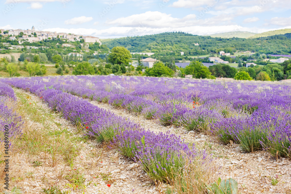 Obraz premium Lavender fields near Valensole in Provence, France.