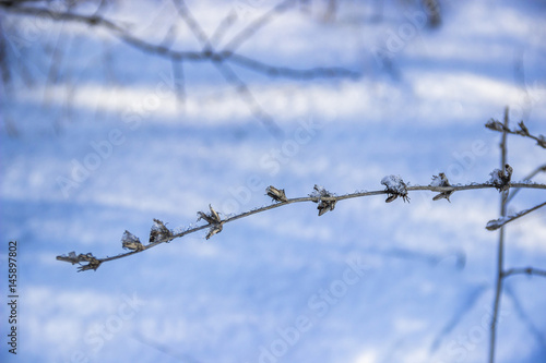 chicory in winter