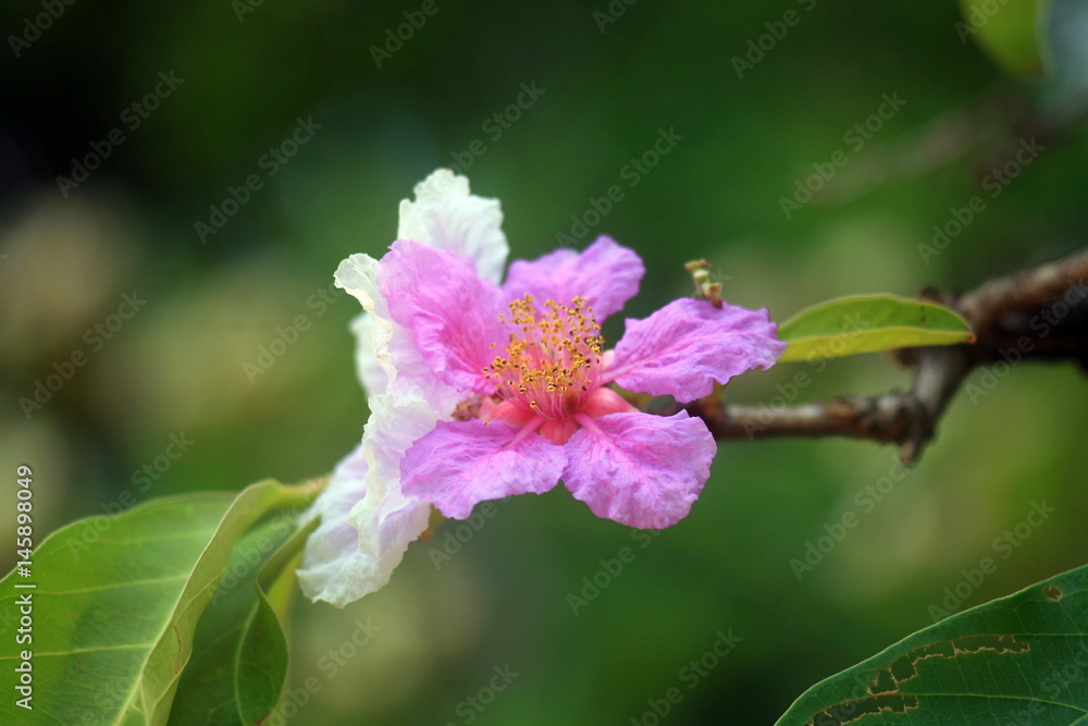 Pink flower : tropical flower Pink flower : tropical flower