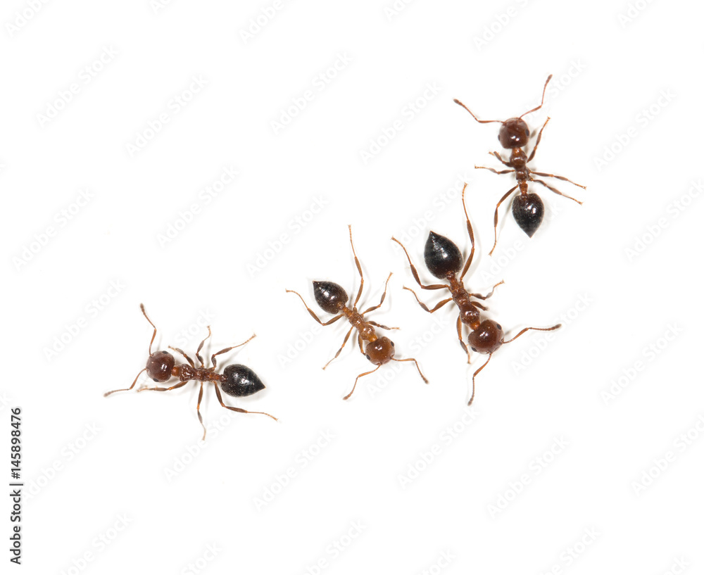 ants on a white background ants on a white background
