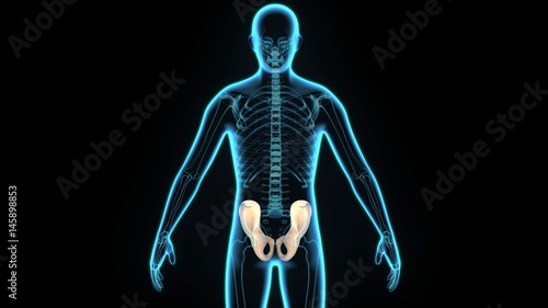 Wallpaper Mural 3d illustration human body hips bone Torontodigital.ca