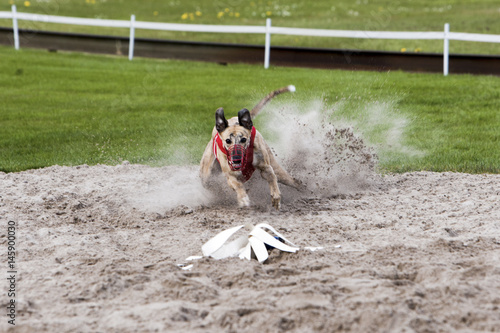 Whippet finishing in the sand